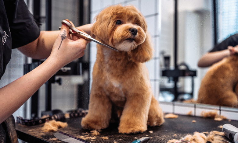 dog grooming near me